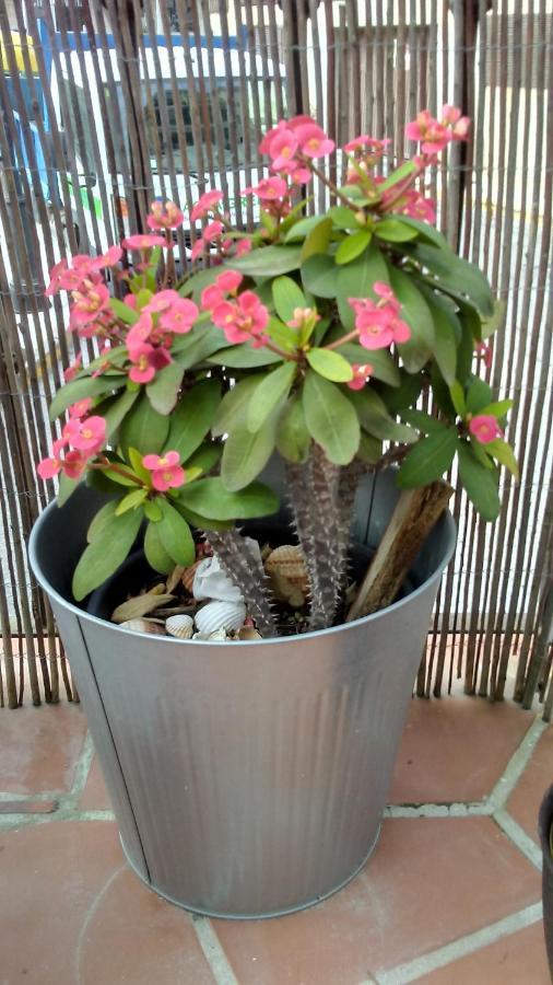 Apartamento Turistico Florhouse ซานลุยส์ เดอ ซาบีนียัส ภายนอก รูปภาพ
